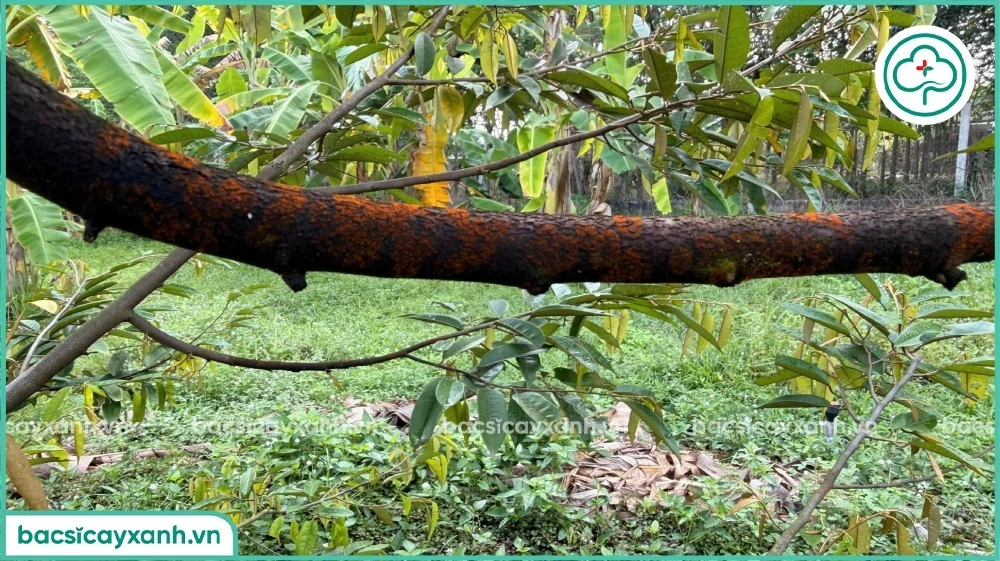 Phòng ngừa nấm hồng trên sầu riêng